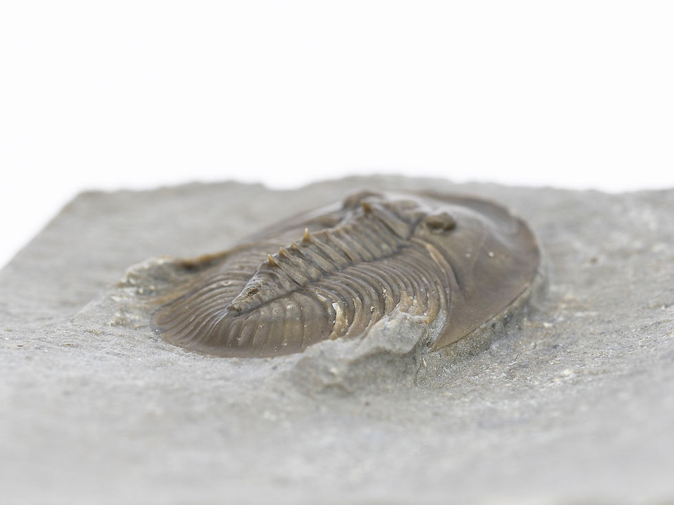 Thumbnail: Tropidocoryphe sp.
