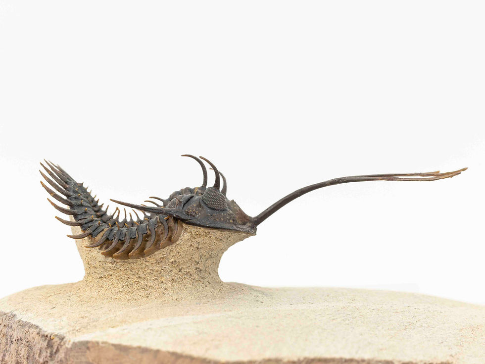 Miniatura: Walliserops trifurcatus