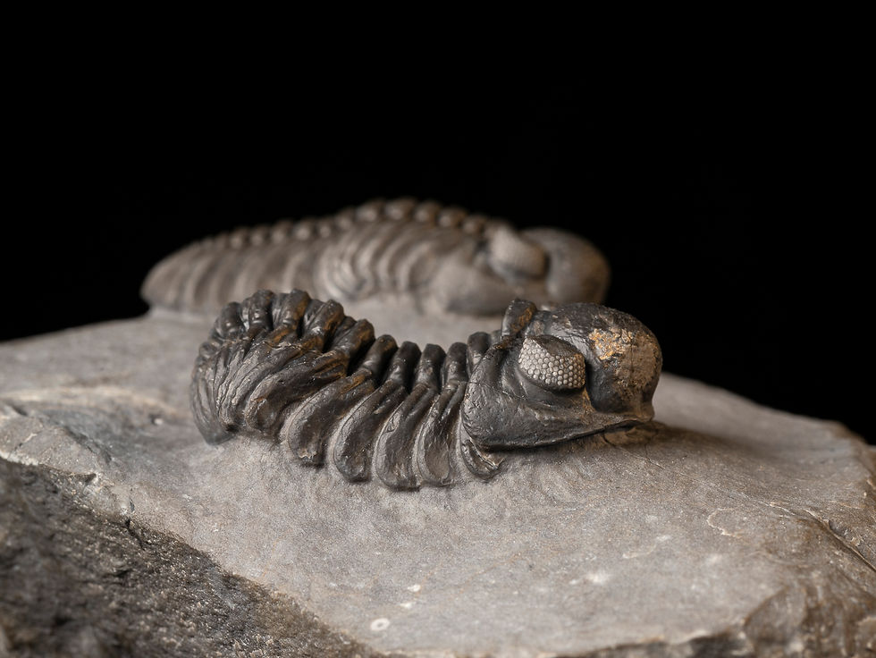 Thumbnail: Asociación Trilobites del Devónico Adrisiops weugi
