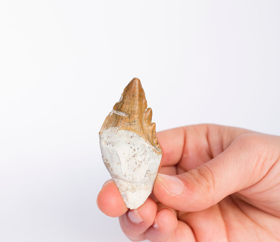 Thumbnail: Basilosaurus sp. (Zeuglodon)