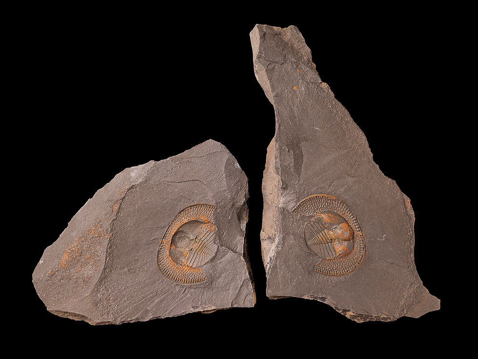 Thumbnail: Trilobite del ordovícico superior Declivolithus alfredi