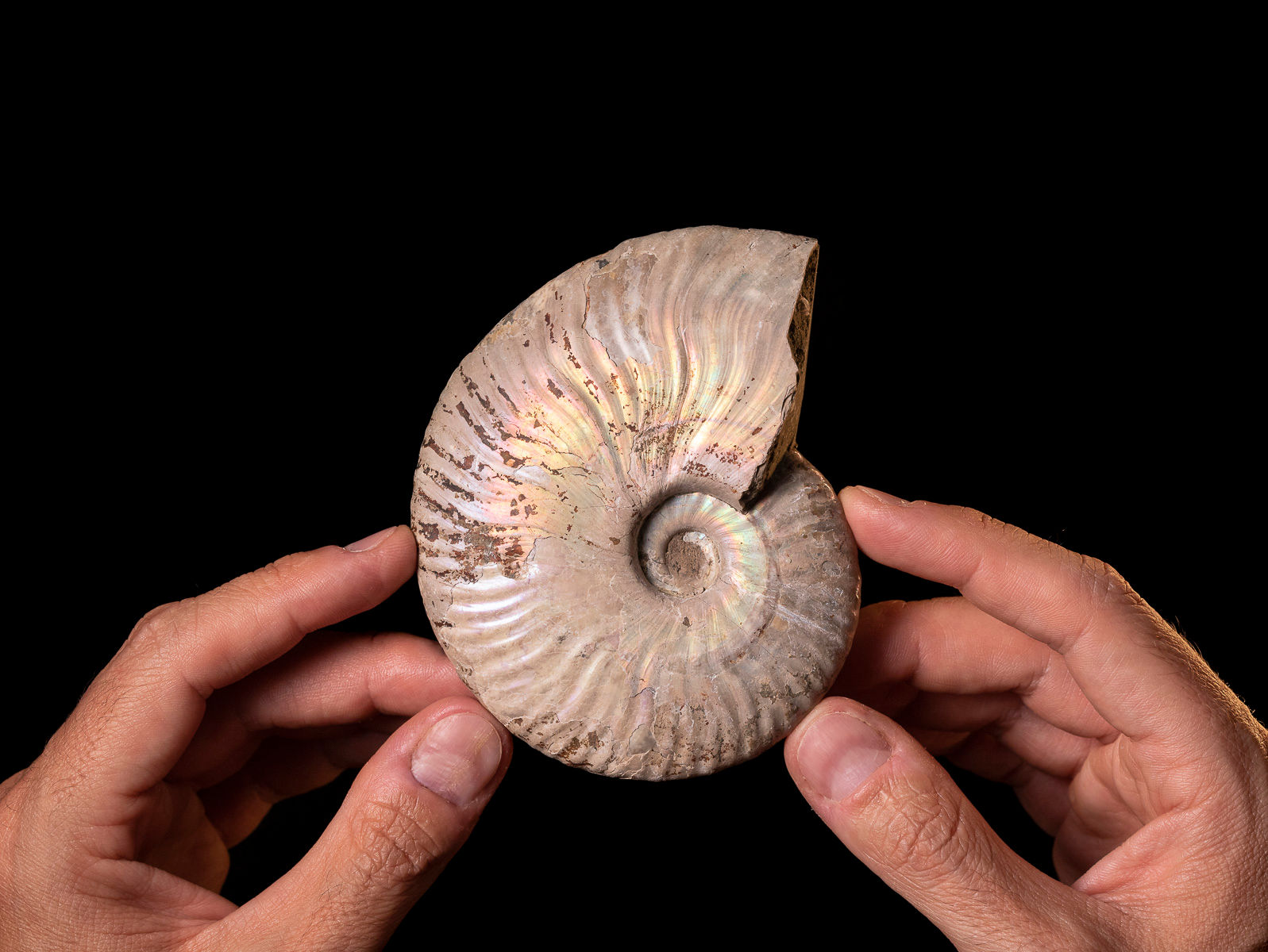 Ammonite Cleoniceras sp. del cretácico procedente de Madagascar