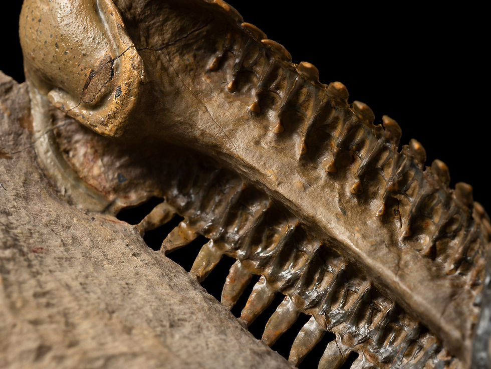Thumbnail: Trilobite Fósil Devónico Crotalocephalus gibbus