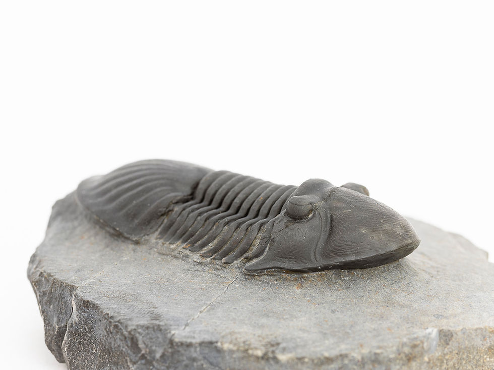 Miniatura: Paralejurus tenuistriatus