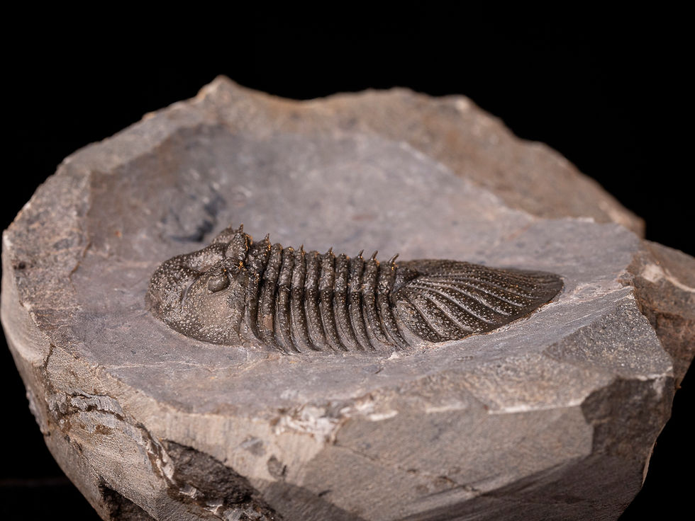 Thumbnail: Trilobite del devónico inferior Metascutellum pustulatum