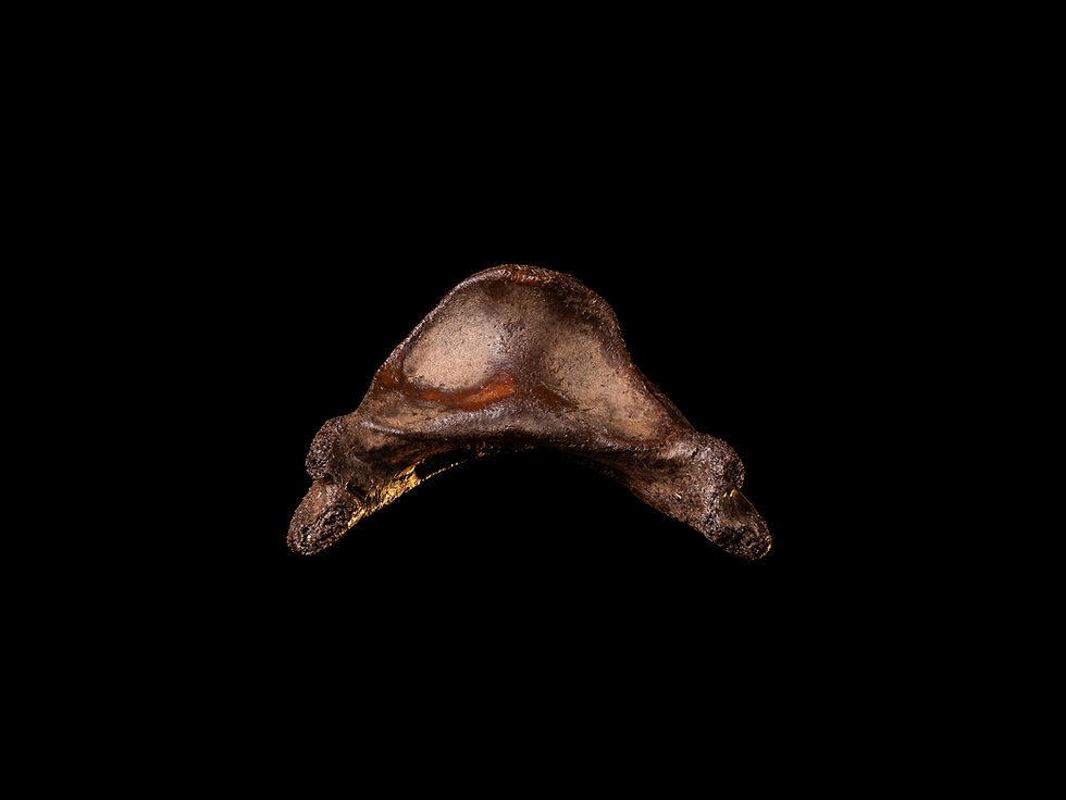 Thumbnail: Casco fosilizado de equino Equus ferus del Pleistoceno superior