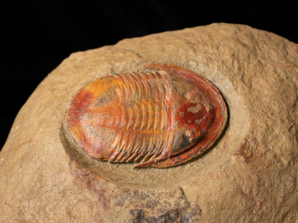 Miniatura: Fotografía Trilobite ordovícico Asaphellus, formación Fezouata