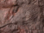 Placa de crinoideos del silúrico Scyphocrinites elegans