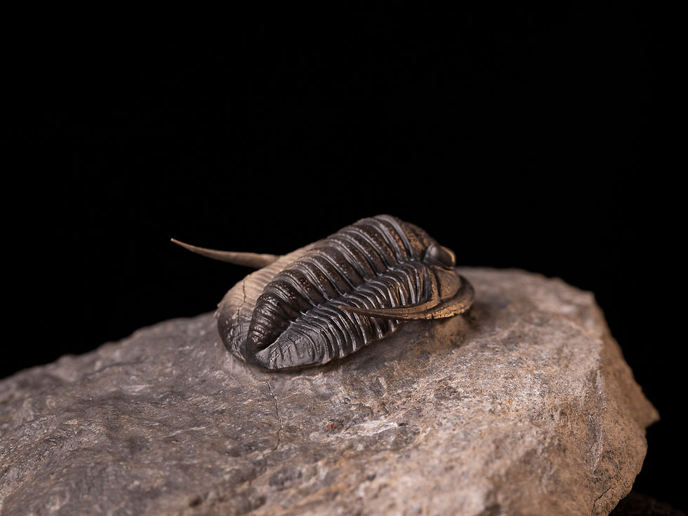 Thumbnail: Trilobite del devónico inferior Cornuproetus cornutus