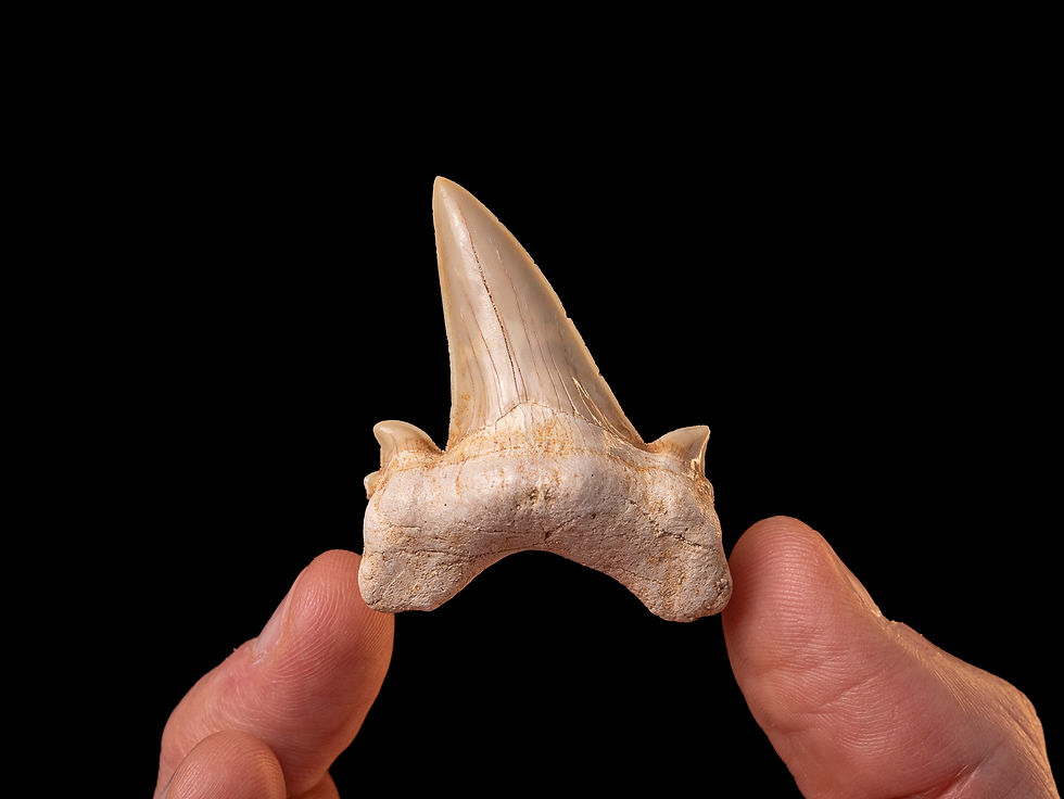 Fotografía auténtico diente de tiburón prehistórico Otodus obliquus | Toptrilos