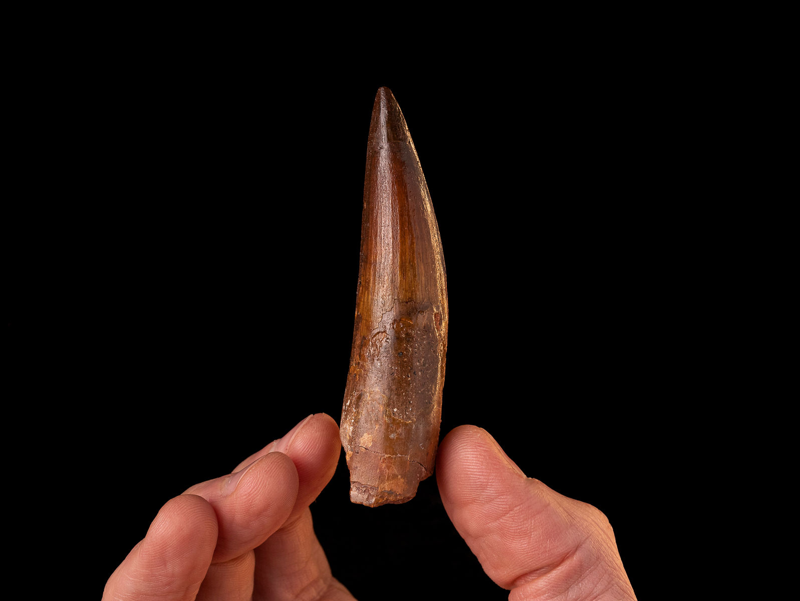 Diente de dinosaurio Spinosaurus aegyptiacus (Cretácico) | Toptrilos