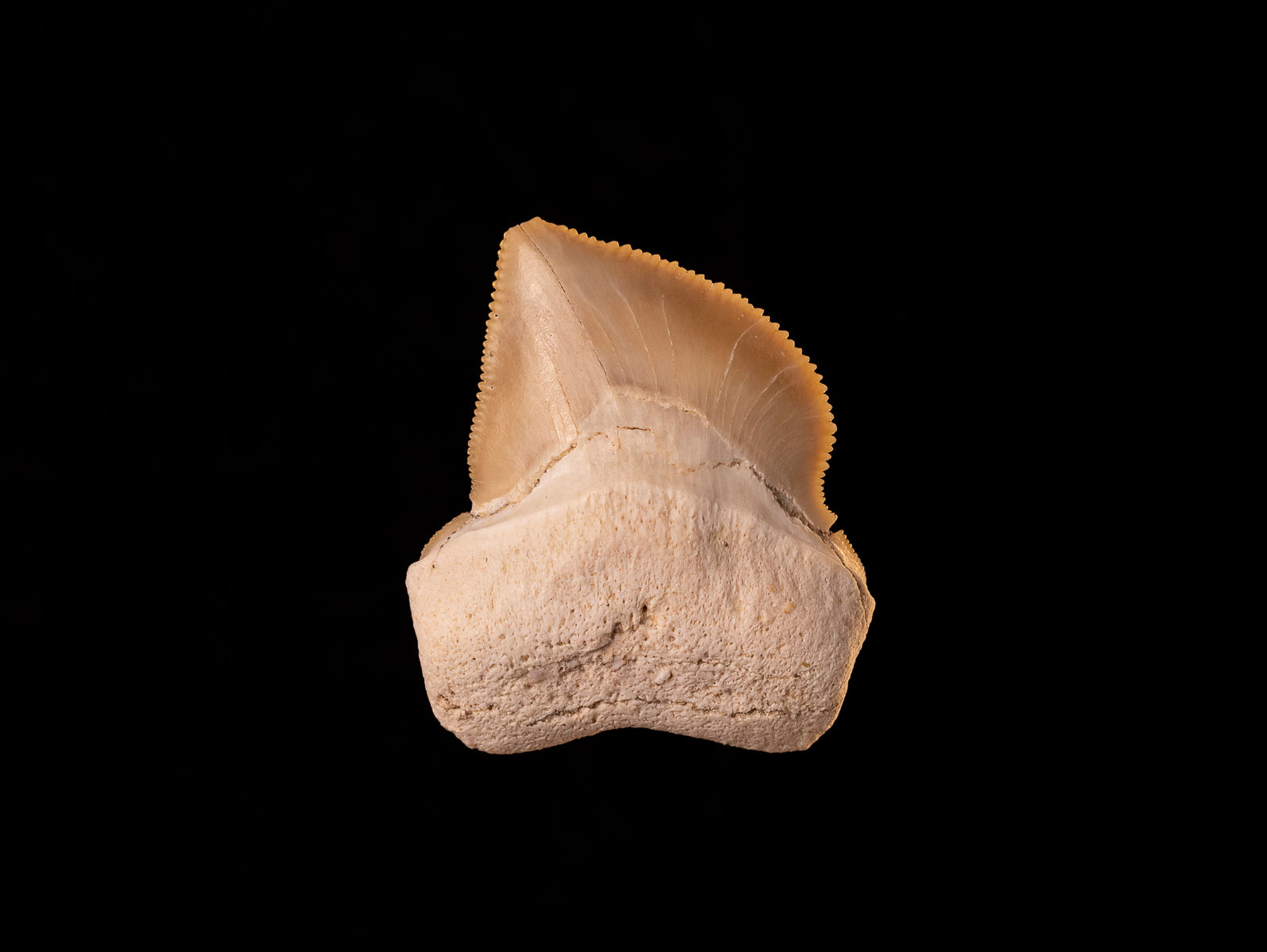 Diente de tiburón del Cretácico superior Squalicorax bassanii | Toptrilos