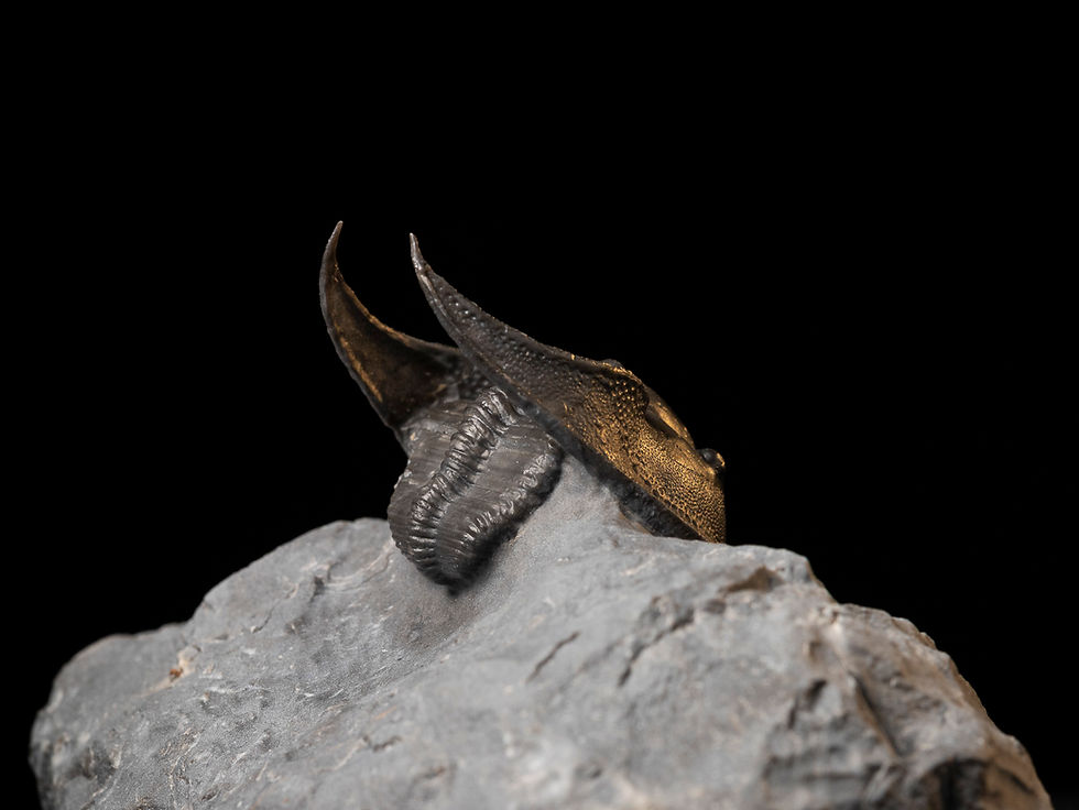 Thumbnail: Trilobite Devónico Harpes perradiatus