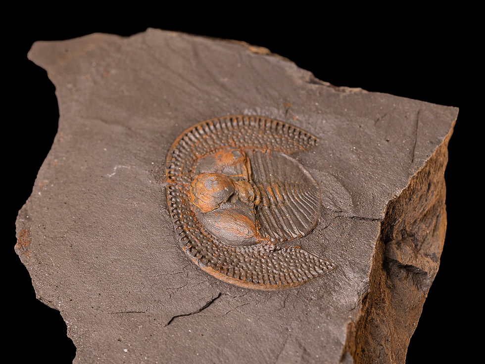 Thumbnail: Trilobite del ordovícico superior Declivolithus alfredi