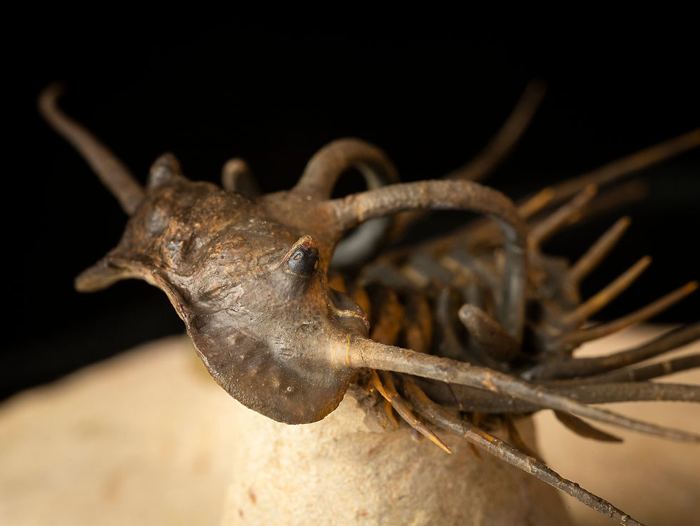 Thumbnail: Dicranurus monstrosus & Crotalocephalus gibbus