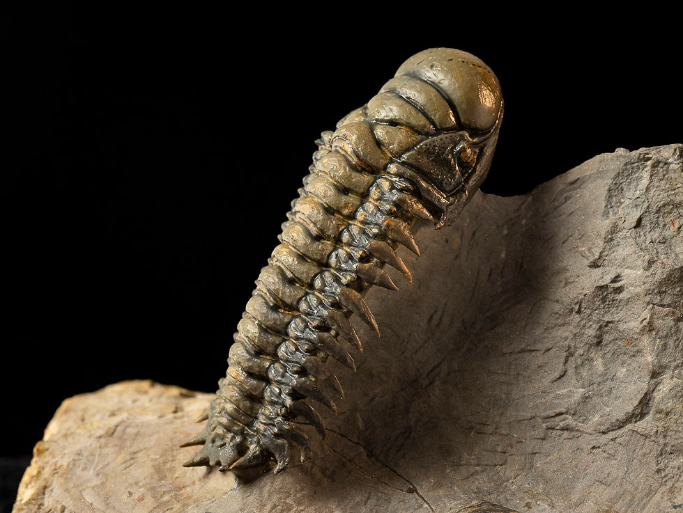 Thumbnail: Double Crotalocephalus gibbus & Orthoceras sp.