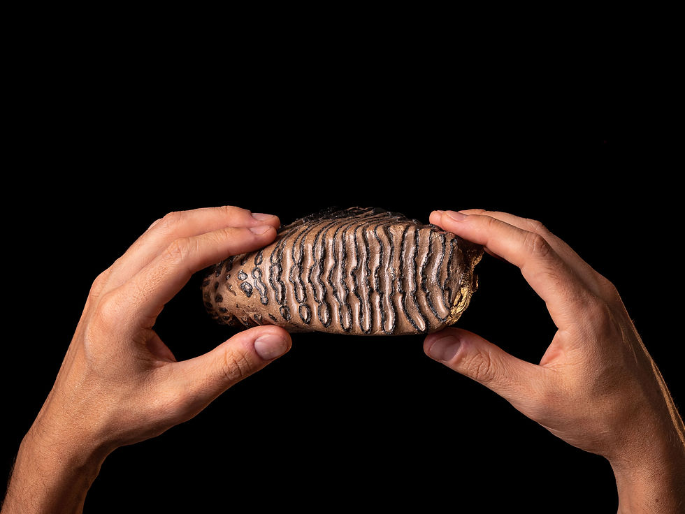 Molar fósil de mammut Mammuthus primigenius del Pleistoceno