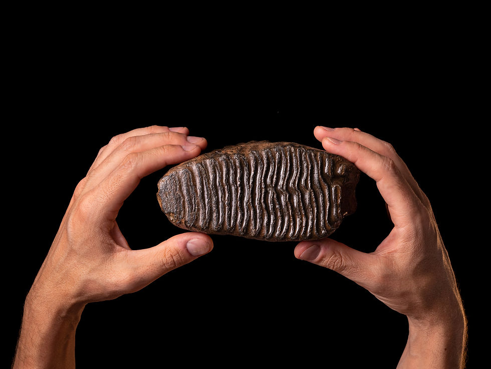 Muela fósil de mammut del Pleistoceno Mammuthus primigenius