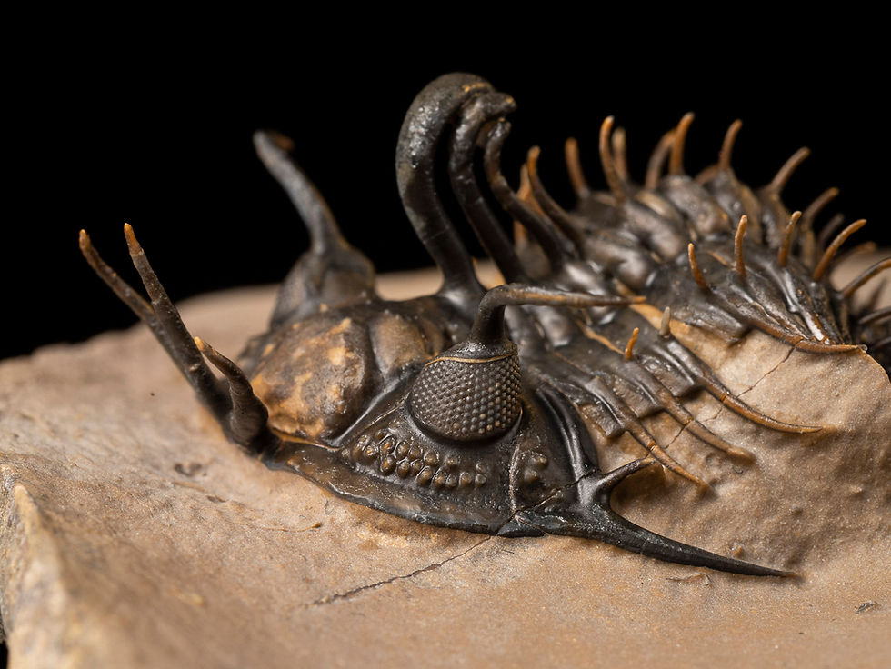 Thumbnail: Trilobite Fósil Devónico Walliserops hammi