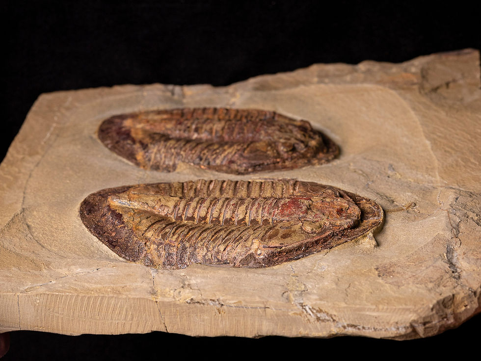 Doble asociación de trilobites del ordovícico inferior Asaphellus jujuanus