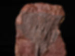 Placa de crinoideos del silúrico Scyphocrinites elegans