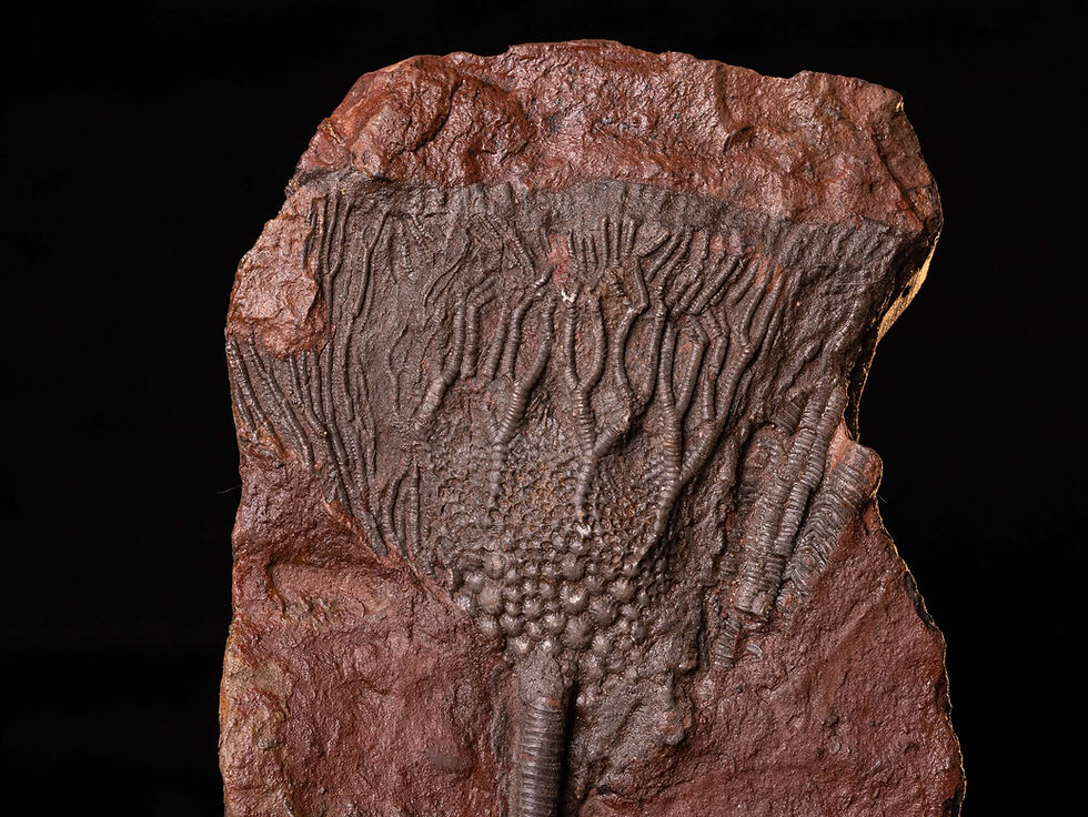 Placa de crinoideos del silúrico Scyphocrinites elegans