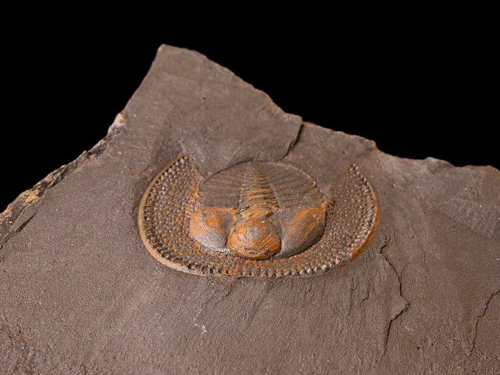 Thumbnail: Trilobite del ordovícico superior Declivolithus alfredi