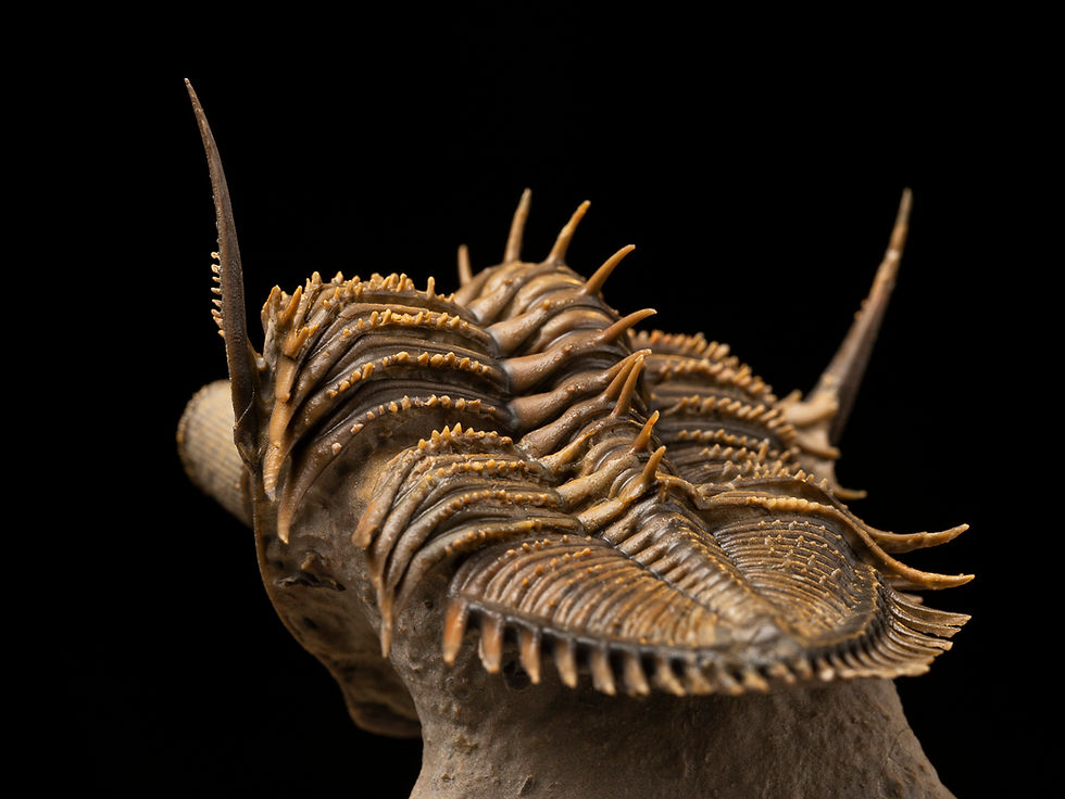 Miniatura: Trilobite Fósil Devónico Erbenochile erbeni