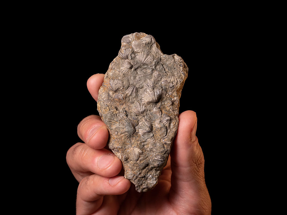 Moluscos del Devónico Punctospirella fragilis & Tentaculites aff. gedinnianus procedentes de Ucrania