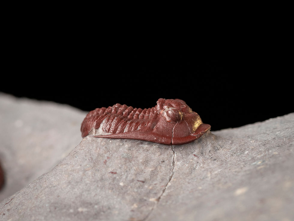 Thumbnail: Trilobite del devónico fosilizado en color rojo procedente de Hamar Laghdad