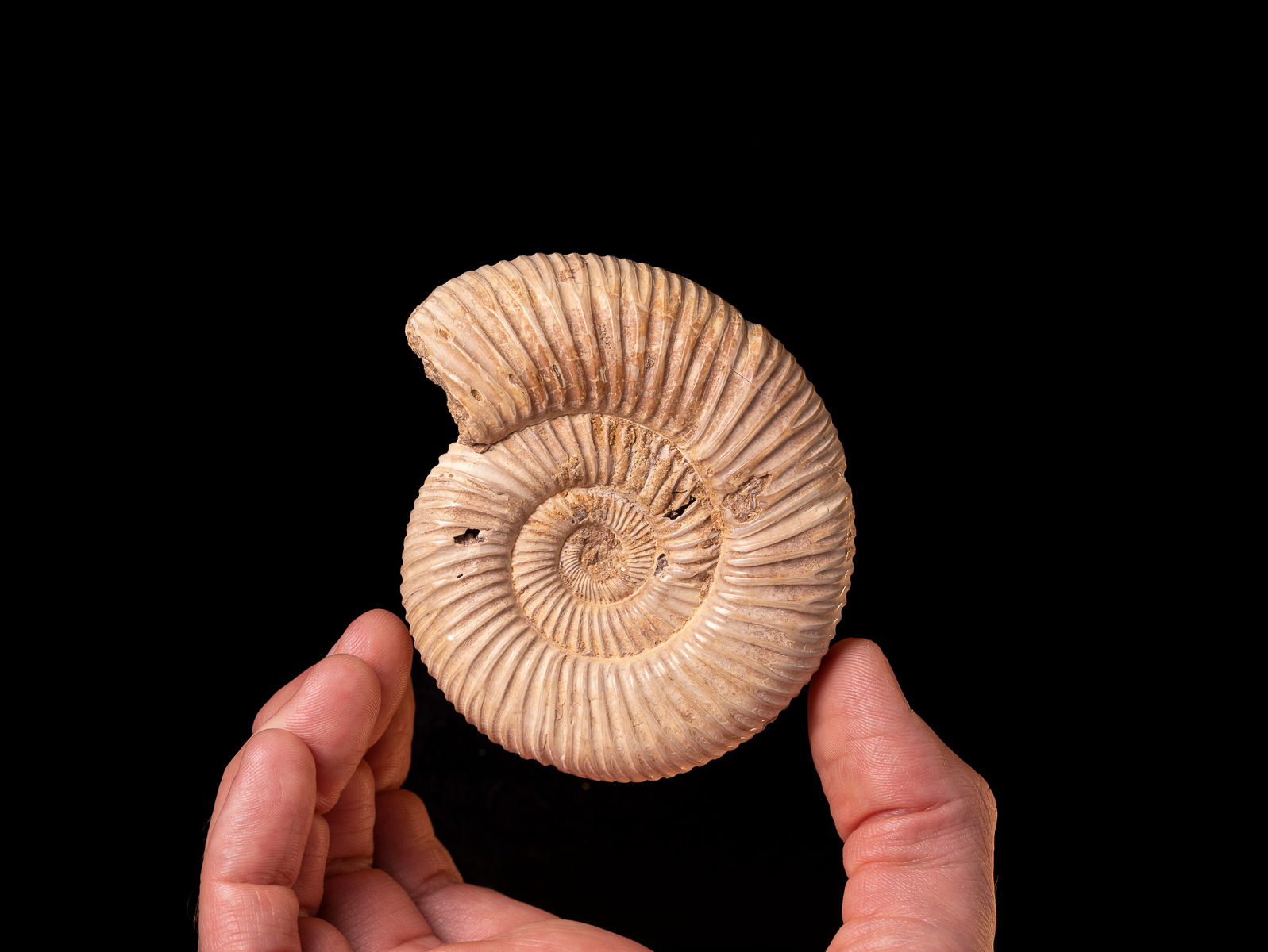 Ammonite fósil Perisphinctes virguloides Jurásico superior (Madagascar)