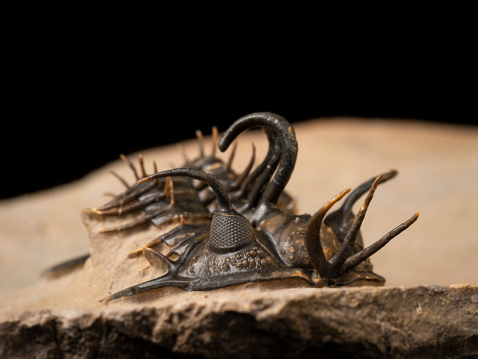 Thumbnail: Trilobite Fósil Devónico Walliserops hammi