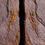 Miniatura: Ascocystites