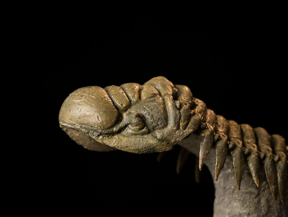 Thumbnail: Crotalocephalus gibbus & Leonaspis sp.