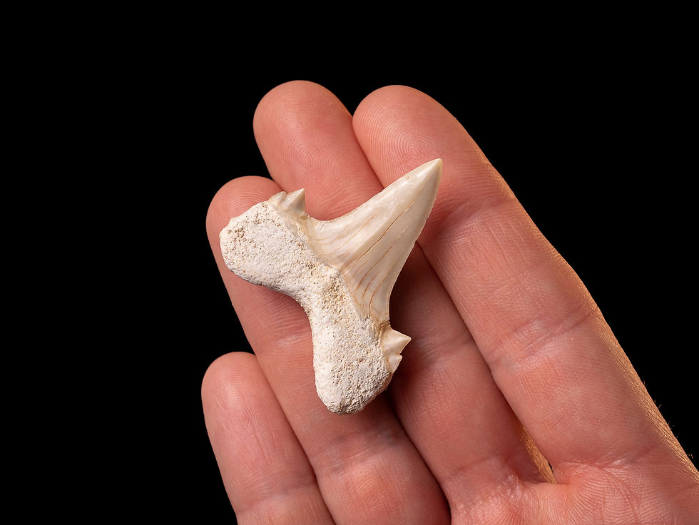 Fotografía auténtico diente de tiburón prehistórico Otodus obliquus | Toptrilos