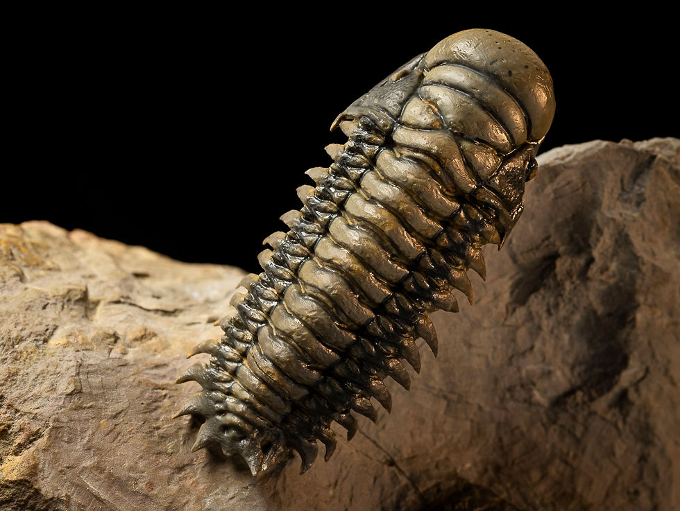 Thumbnail: Double Crotalocephalus gibbus & Orthoceras sp.