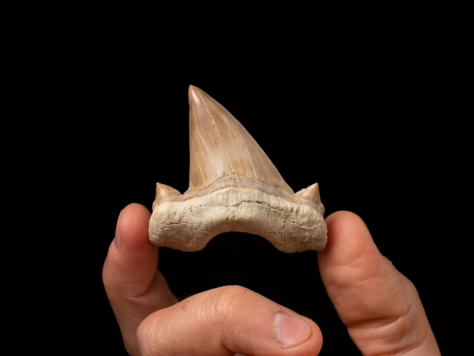 Diente fósil de alta calidad de Tiburón del Eoceno