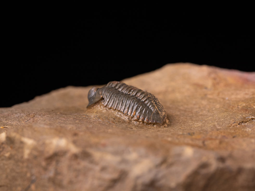 Miniatura: Trilobite del devónico Minicryphaeus minimus