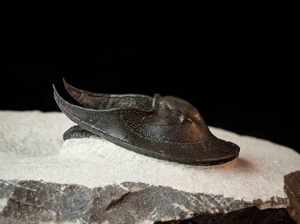 Harpetido aff. Harpes perradiatus