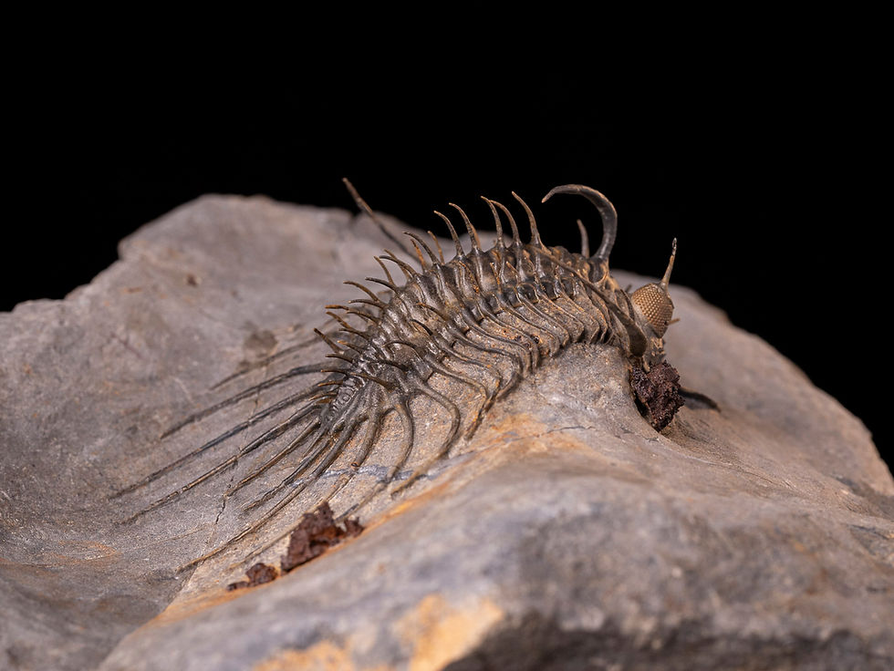 Thumbnail: Trilobite del devónico inferior de la valorada especie Quadrops flexuosus