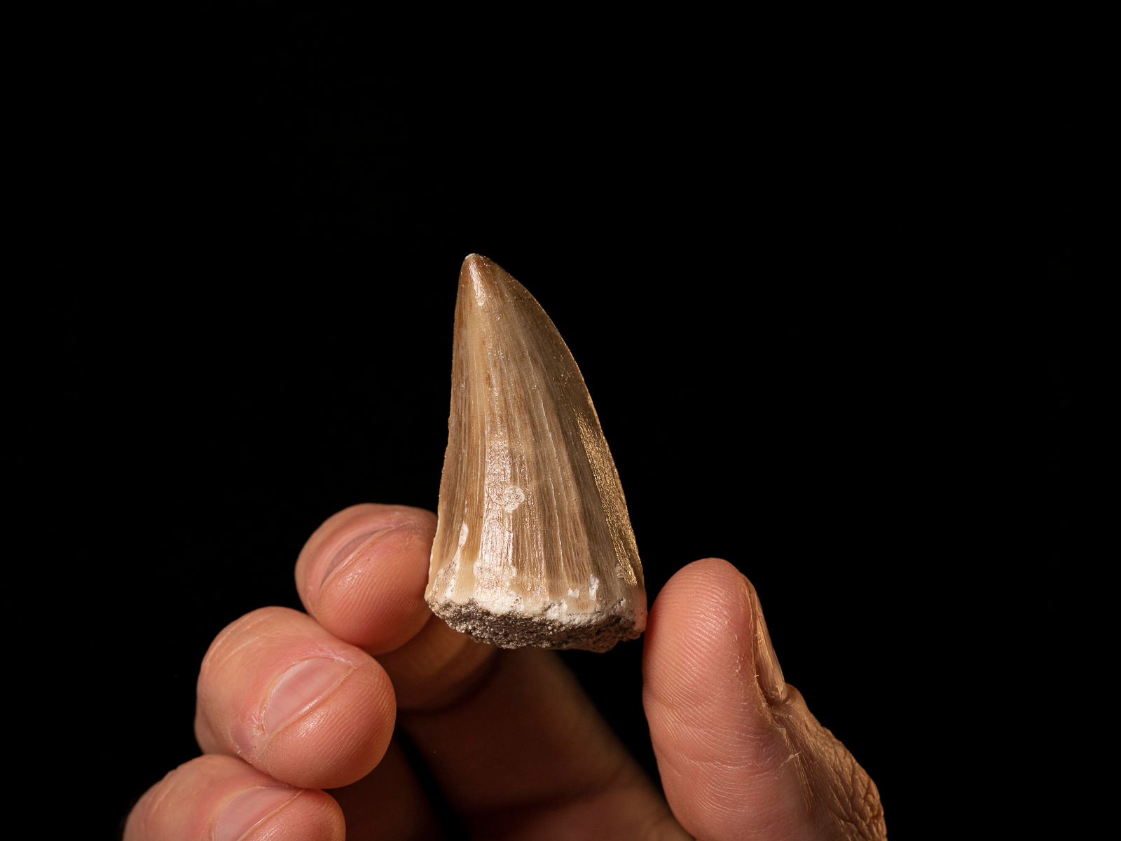 Diente reptil marino Cretácico Mosasaurus beaugei (Mosasaurio)