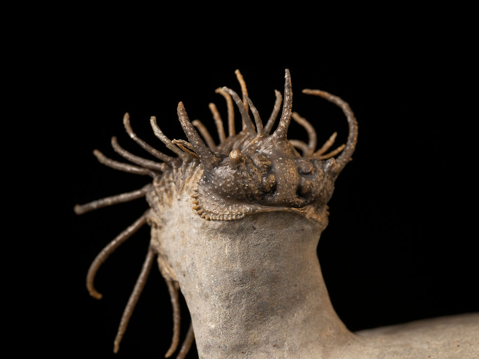 Valiosa especie de trilobite del devónico Koneprusia dahmani