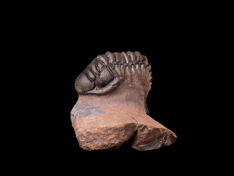 Thumbnail: Trilobite del devónico inferior Cheirurus (Crotalocephalina) gibbus tifletensis