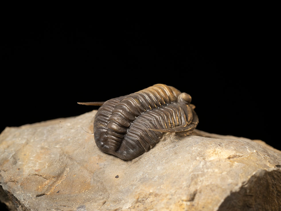Thumbnail: Trilobite del Devónico Diademaproetus cf. antatlasius