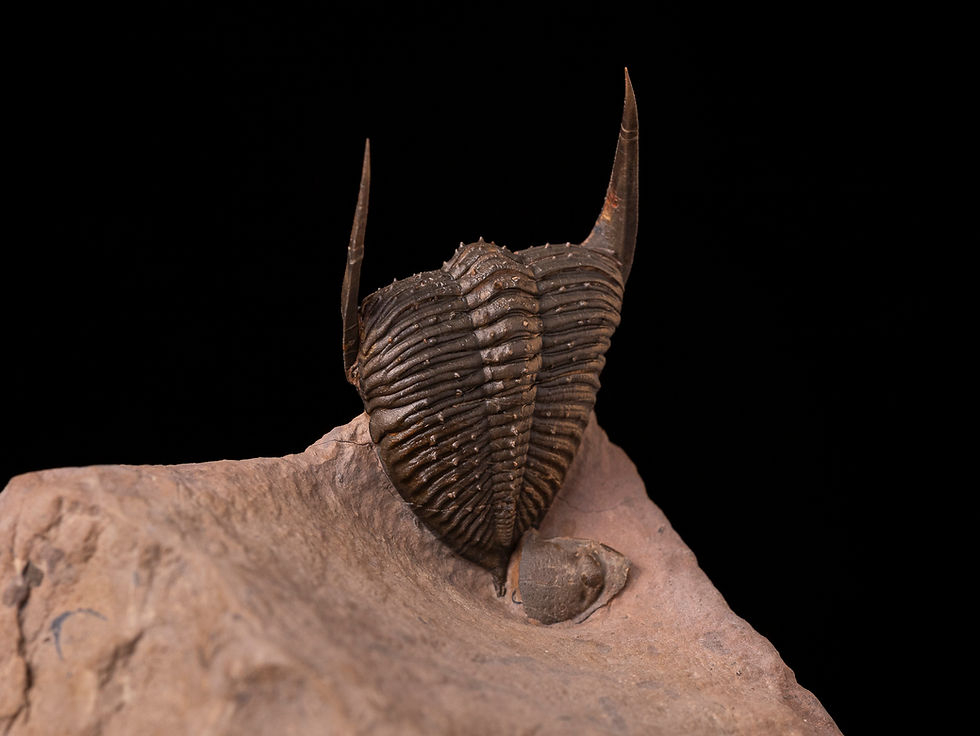 Miniatura: Trilobite del devónico inferior Zlichovaspis spinifera