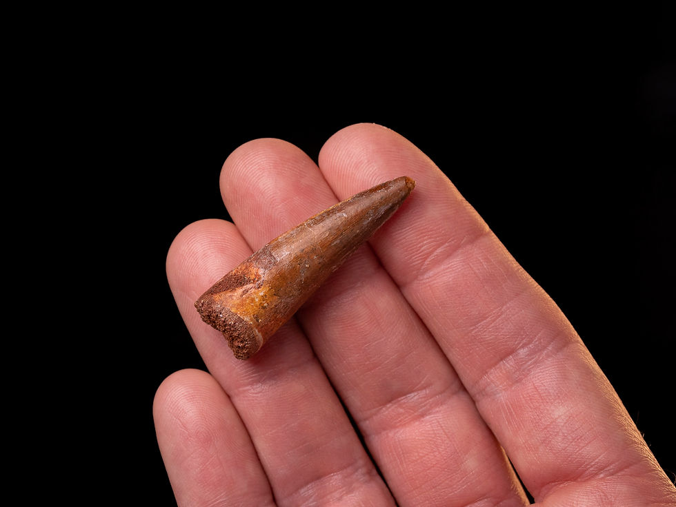 Thumbnail: Fotografía vista frontal auténtico diente dinosaurio carnívoro Spinosaurus aegyptiacus calidad museo sobre una mano