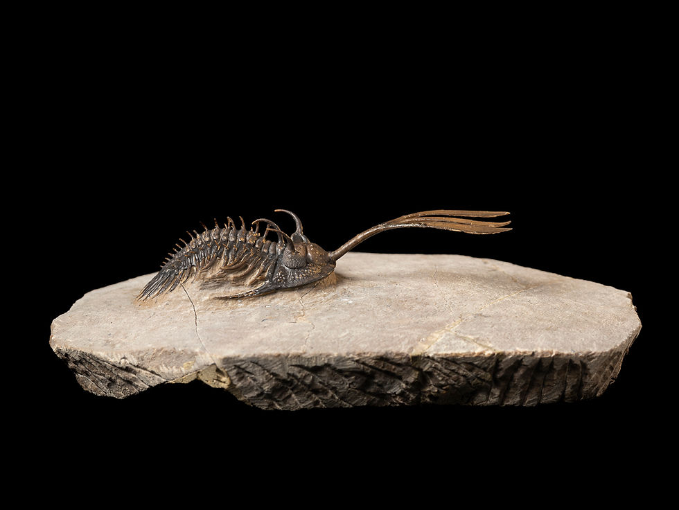 Thumbnail: Valorada especie de trilobite del devónico Walliserops trifurcatus
