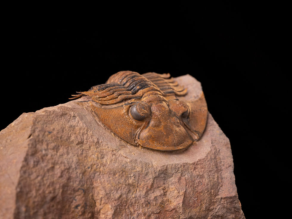 Miniatura: Trilobite del devónico inferior Platyscutellum massai