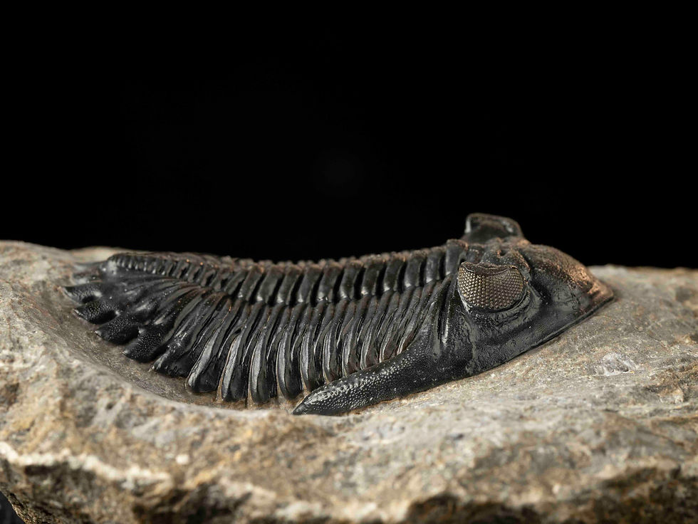 Thumbnail: Hollardops mesocristatus