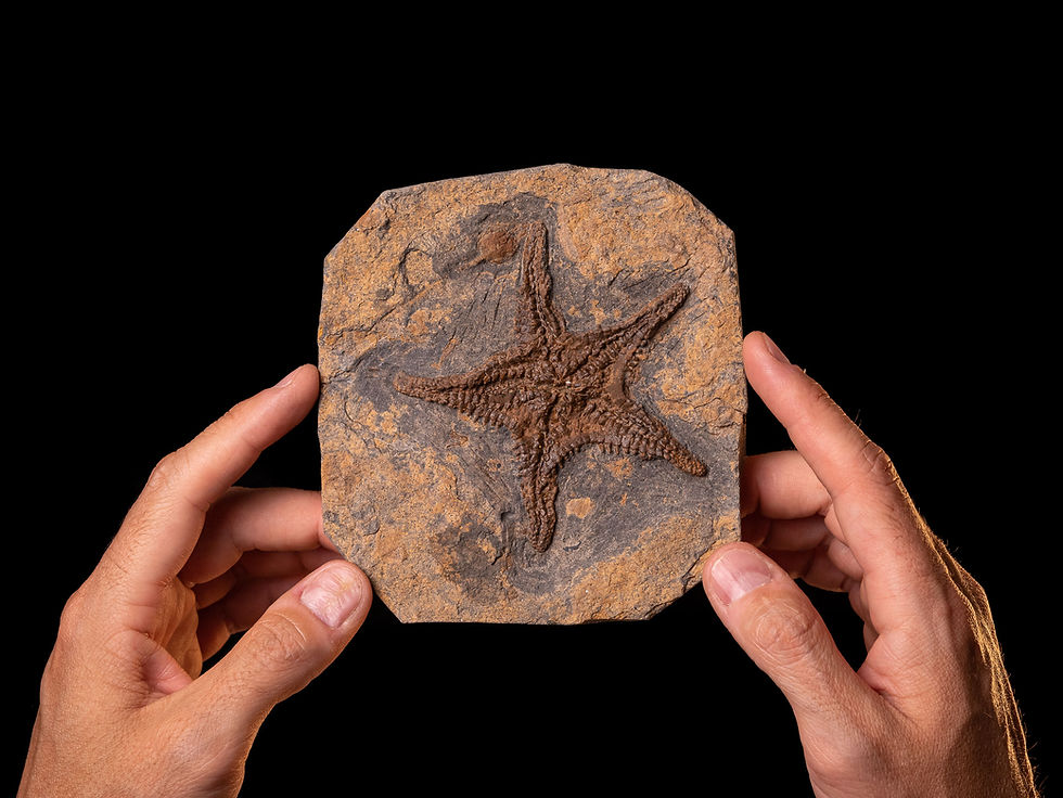 Asociación de equinodermos fósiles Asteroidea y Crinoidea del Ordovícico procedentes de El Kaid Errami